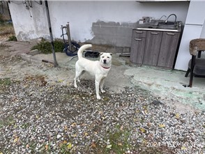 대전동물보호센터_430366202400657